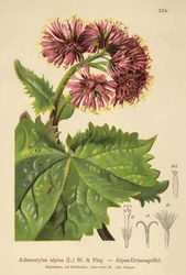 Adenostilo